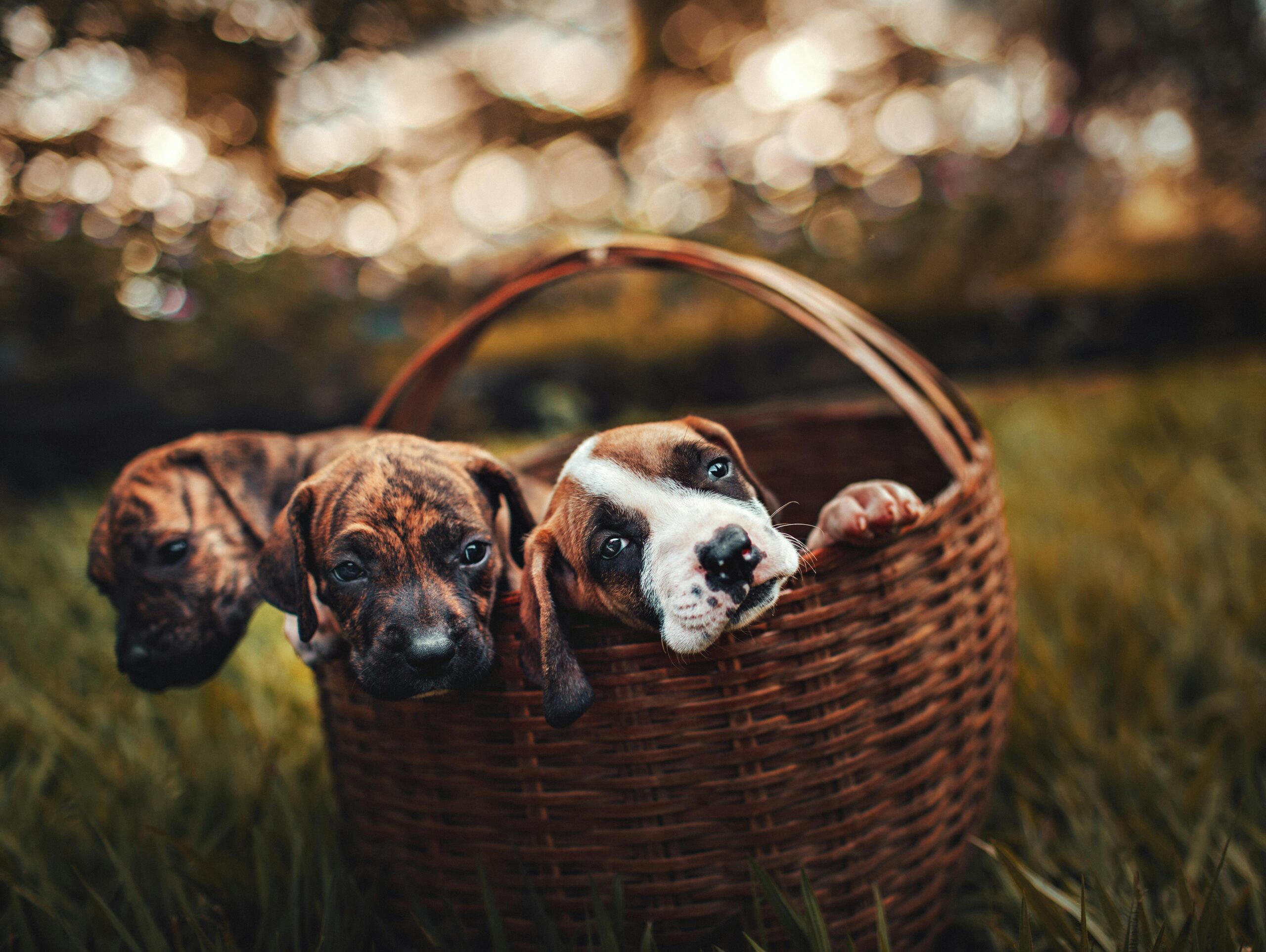 Introducing the Cavapoo Puppies of Ohio